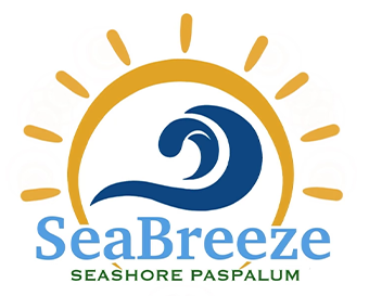Seabreeze Seashore Paspalum
