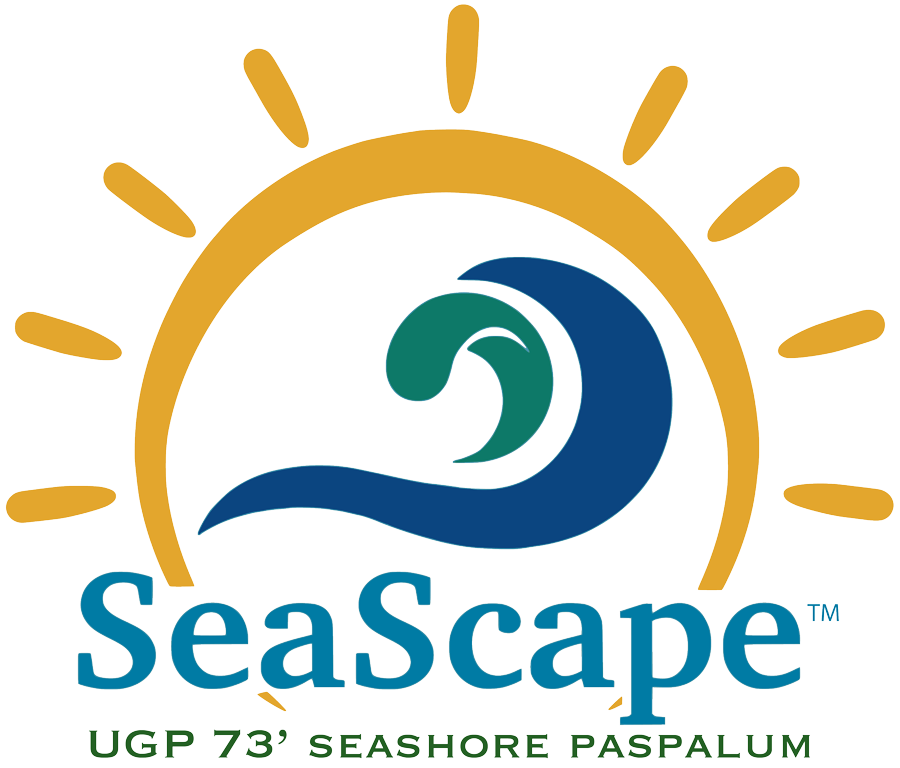 Seabreeze Seashore Paspalum